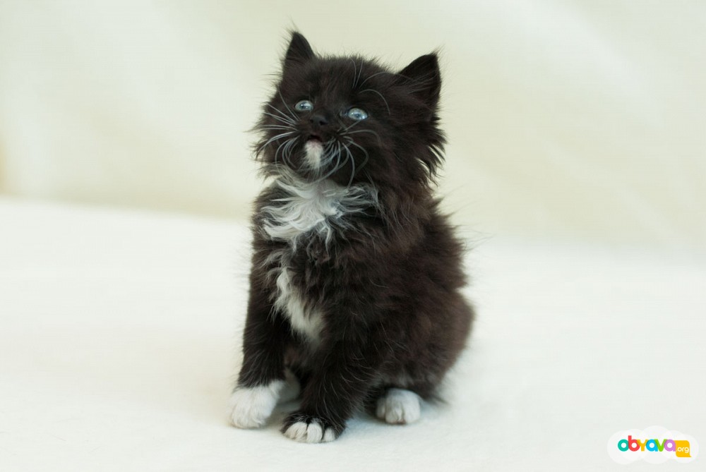 Черный котенок сибирской породы фото
