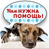 Приют для животных «Добрый двор» в Кемерово.