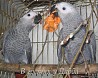 Жако Амазон птенцы выкормыши говорящие от заводчика