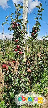 Яблоневый сад 120 Га Краснодар - изображение 1