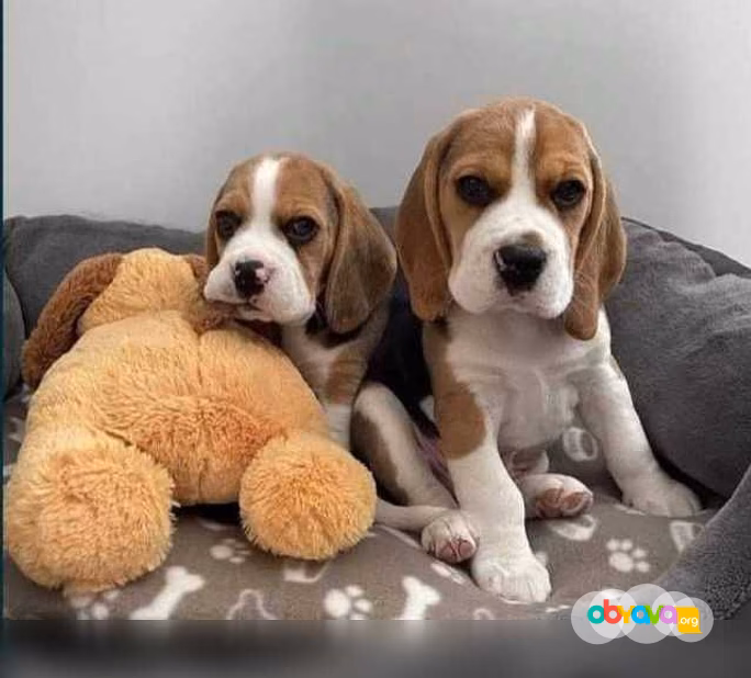 Продам: щенки Бигля. Щеночки бигль