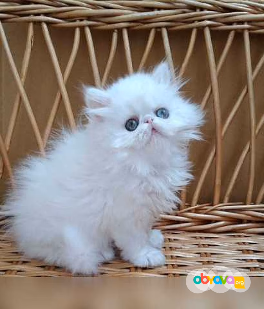Продам: персидские котята (WhatsApp +79861722996