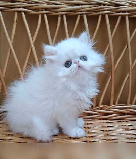 Продам: персидские котята (WhatsApp +79861722996