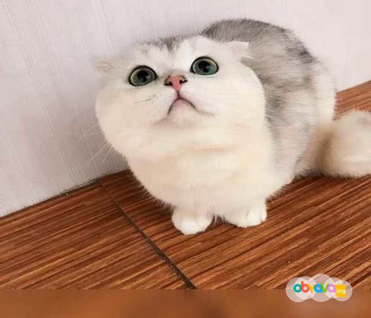 Продам: шотландский вислоухий кот вязка в Костроме