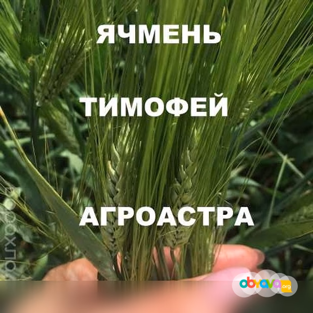 Продам: семена озимого ячменя ЭС в Ростове-на-Дону