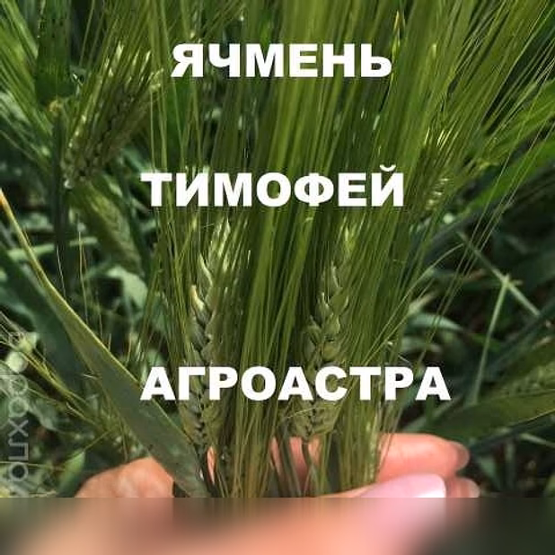 Продам: семена озимого ячменя ЭС в Ростове-на-Дону
