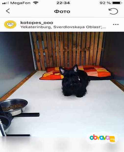 Предложение: ЗооГостиница "КОТоПЕС" в Екатеринбурге