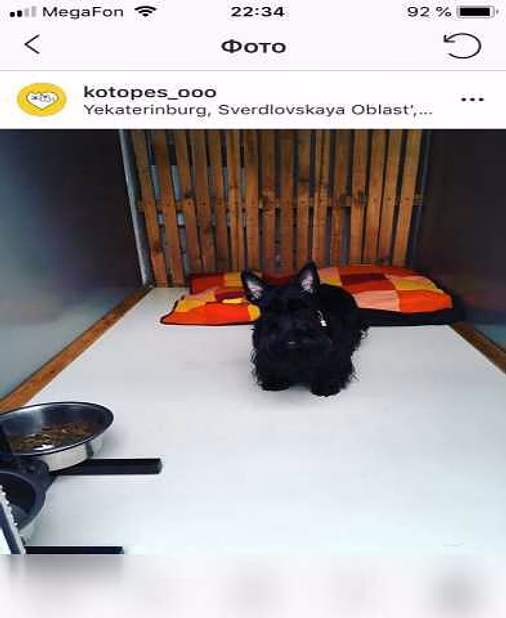Предложение: ЗооГостиница "КОТоПЕС" в Екатеринбурге