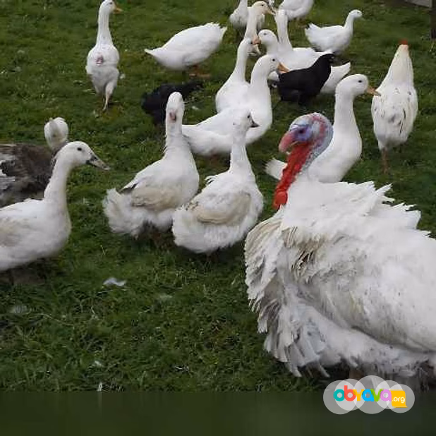 Продам: петушки. Индюки. Утки в Пскове