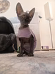 Канадский сфинкс котенок