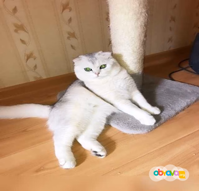 Вязка с вислоухим котом 