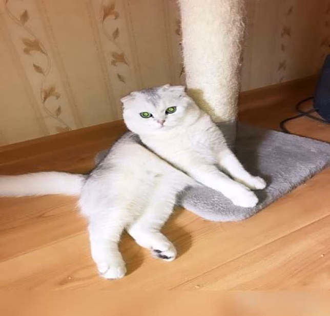 Вязка с вислоухим котом 