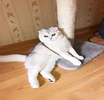 Вязка с вислоухим котом 
