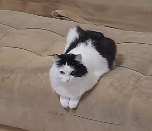 Пропала кошка