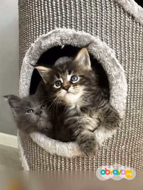 Продам: мейн кун котята (Вотсапп 79861722996)