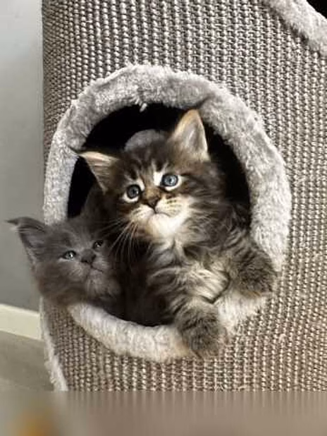 Продам: мейн кун котята (Вотсапп 79861722996)