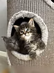 Продам: мейн кун котята (Вотсапп 79861722996)