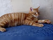 Предложение: котенок тигра в Комсомольске-на-Амуре