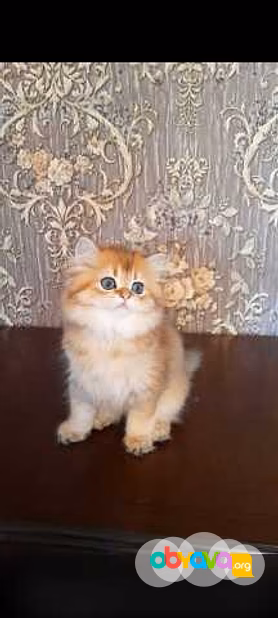 Продам: клубные котята (золотая шиншилла)
