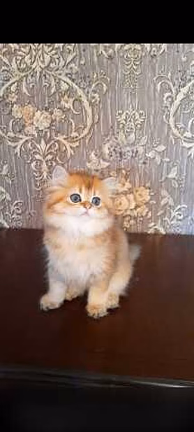 Продам: клубные котята (золотая шиншилла)