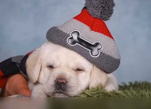 Продам: щенки лабрадора