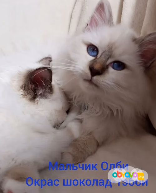 Священная бирма-котята
