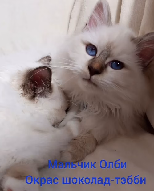 Священная бирма-котята