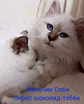 Священная бирма-котята