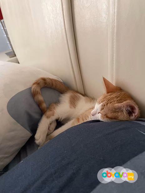 котенок бесплатно