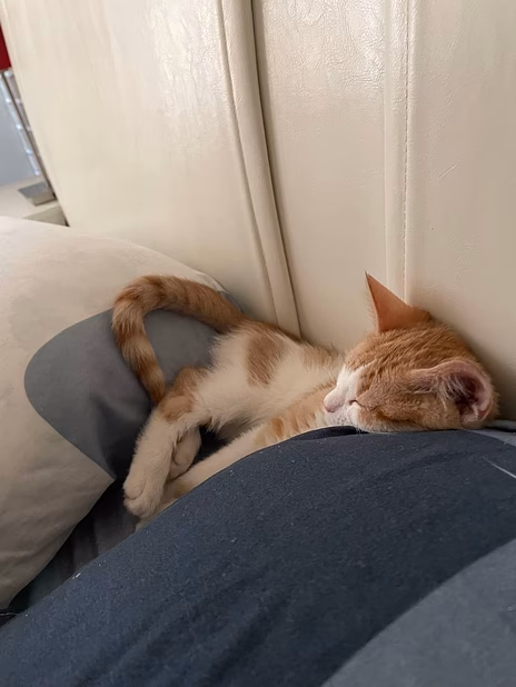 котенок бесплатно