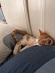 котенок бесплатно