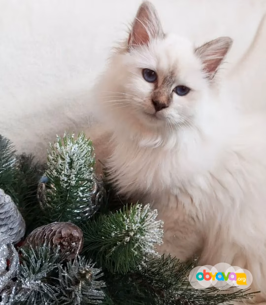 Священная бирма-котята