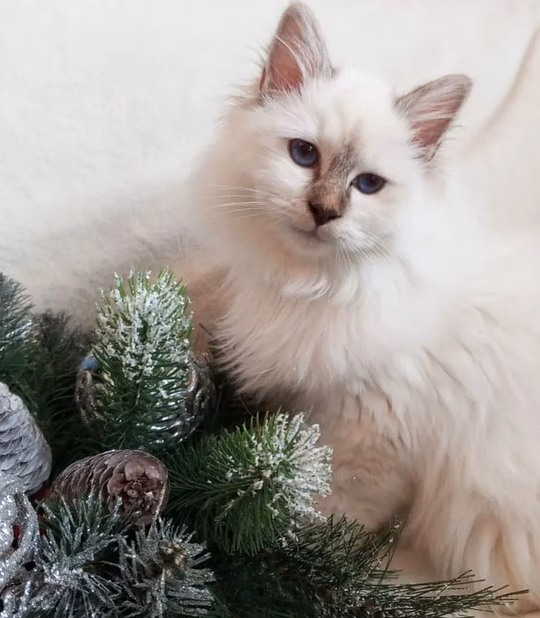 Священная бирма-котята