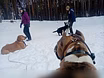 Предложение: дрессировка/передержка собак/зоотакси