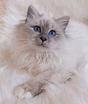 Священная бирма-котята