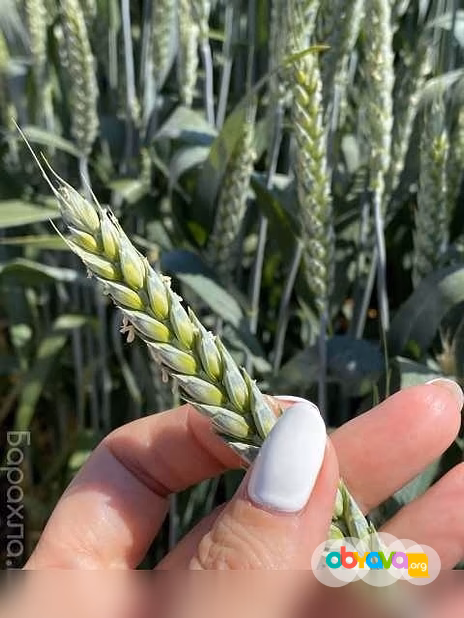 Продам: семена пшеницы озимой купить Акапелла