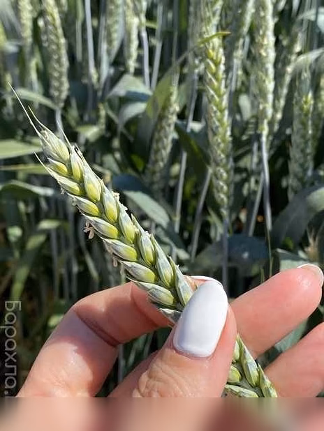 Продам: семена пшеницы озимой купить Акапелла