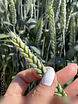 Продам: семена пшеницы озимой купить Акапелла