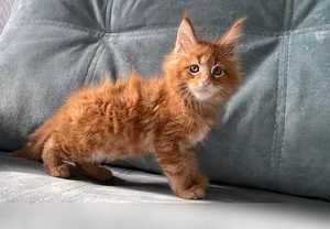 Продам: котята мейн-кун в Иркутске