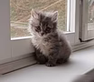 Предложение: отдам в добрые руки котят в Чебоксарах