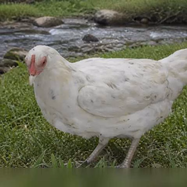 Продам: куры несушки молодки, Цыплята, Петухи в Пскове