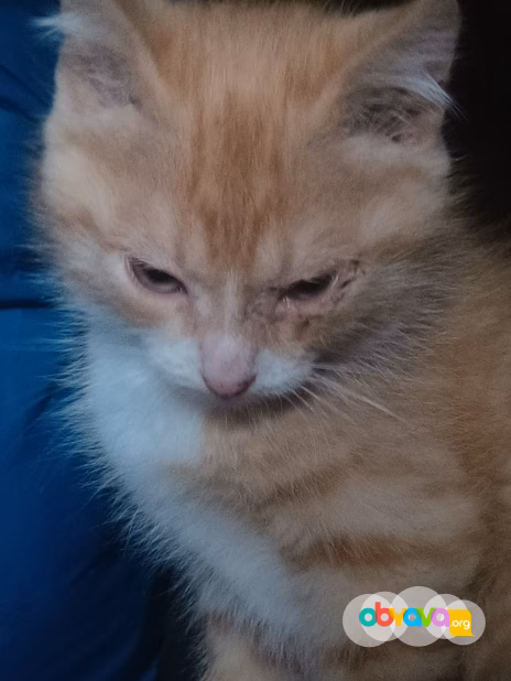 Отдам котят даром 