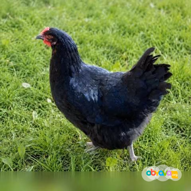 Продам: куры несушки молодки, Цыплята, Петухи в Пскове