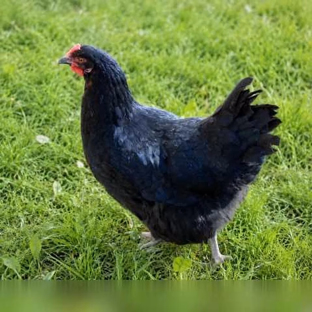 Продам: куры несушки молодки, Цыплята, Петухи в Пскове