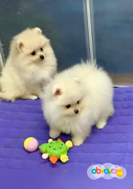 Продам: шпиц мини(WhatsApp +79011801176)