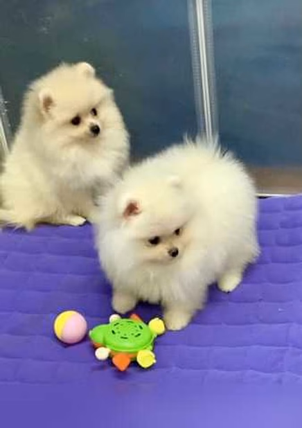 Продам: шпиц мини(WhatsApp +79011801176)
