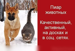 Предложение: ПИАР КОШЕК И СОБАК В ИНТЕРНЕТЕ (Подробне в Москве