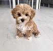 Щеночки Мальтипу ф1 мини