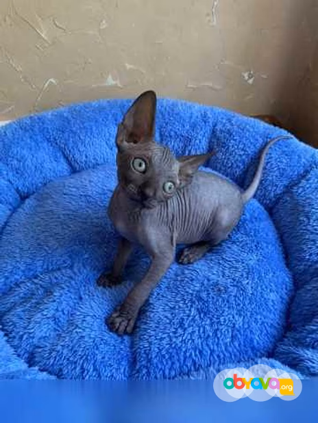 Продам: котята сфинкс (WhatsApp +79861722996)