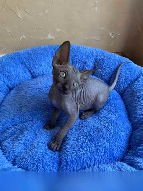 Продам: котята сфинкс (WhatsApp +79861722996)